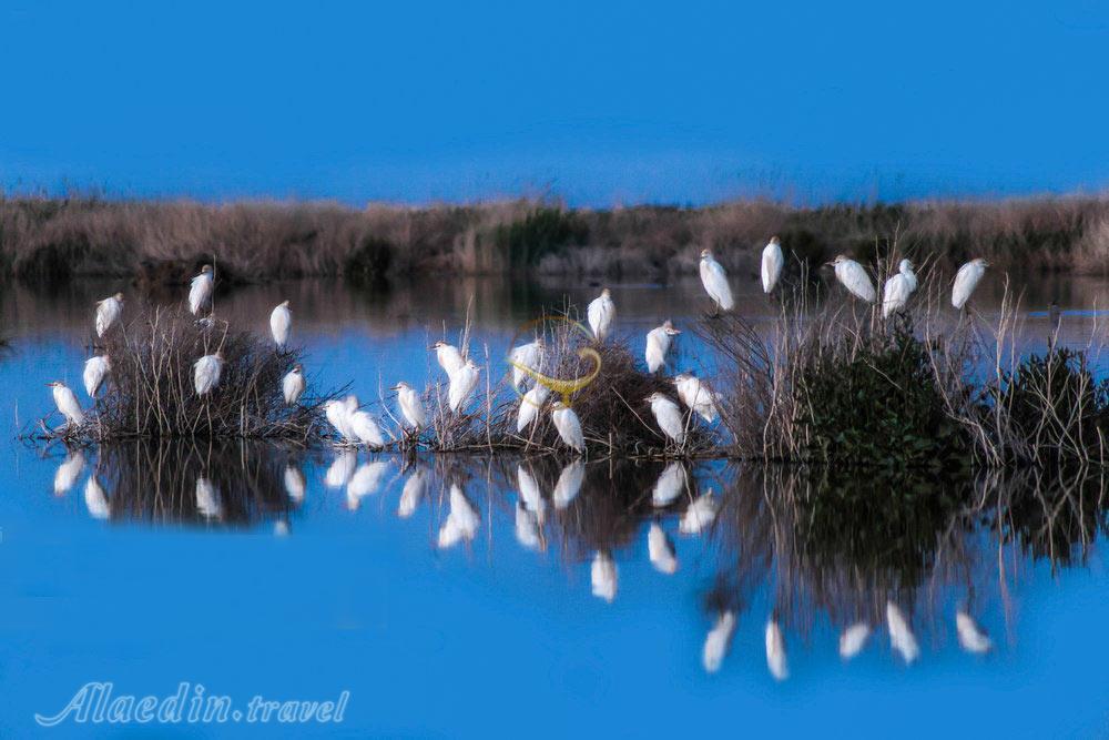 تالاب کویری میقان در اراک | علاءالدین تراول