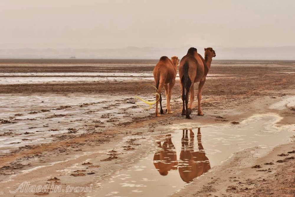 کویر مرنجاب آران و بیدگل | علاءالدین تراول