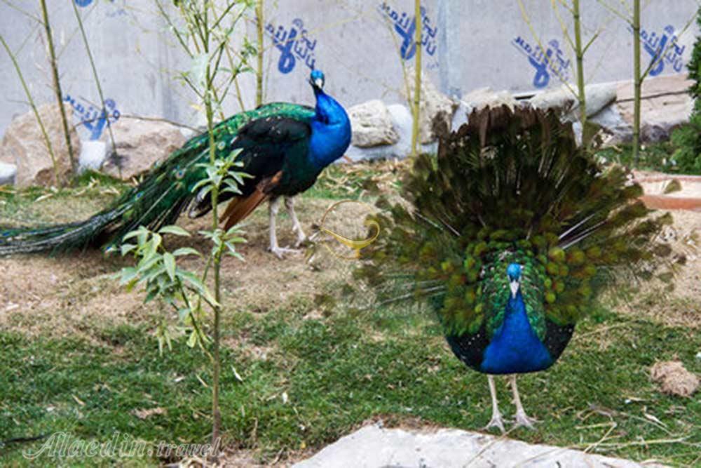 باغ پرندگان آستارا | علاءالدین تراول