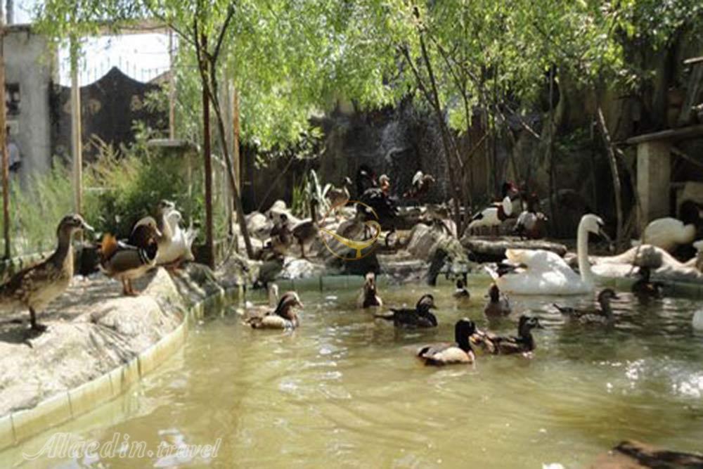 باغ پرندگان آستارا | علاءالدین تراول