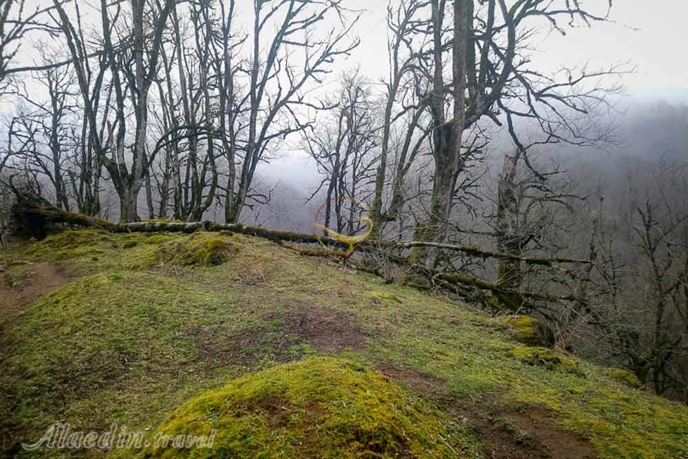 جنگل لوندویل آستارا | علاءالدین تراول