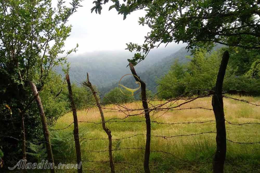 جنگل لوندویل آستارا | علاءالدین تراول