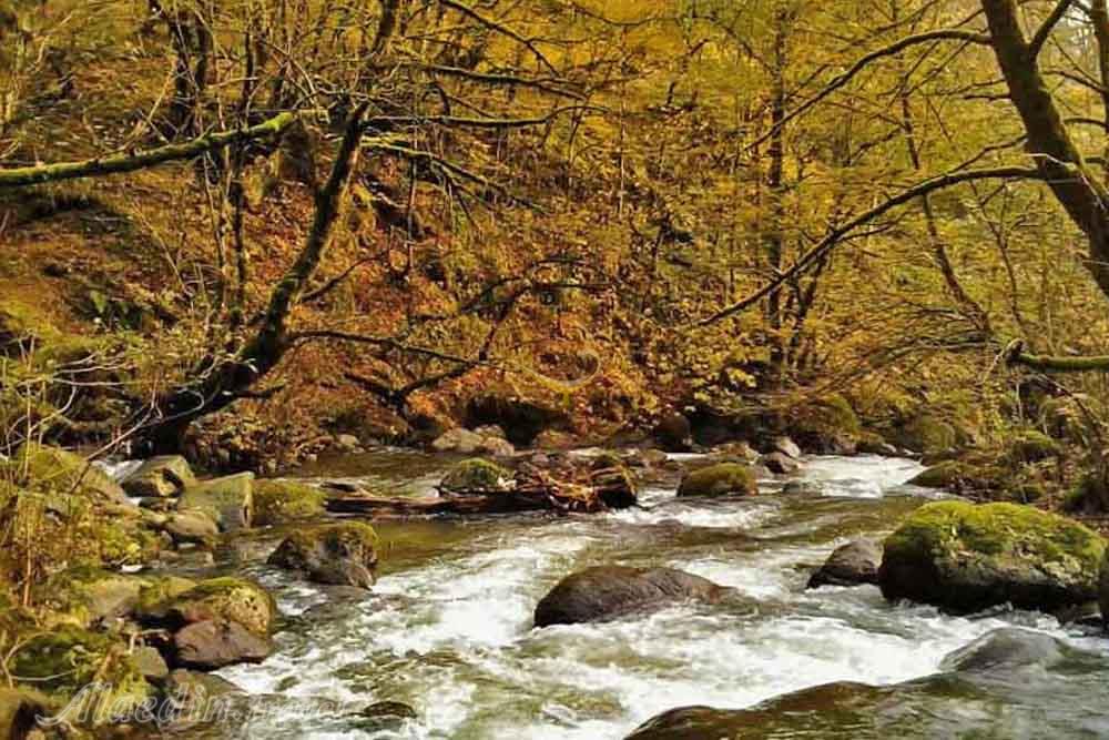 جنگل لوندویل آستارا | علاءالدین تراول