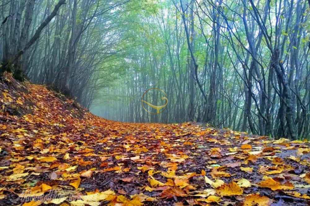 جنگل لوندویل آستارا | علاءالدین تراول