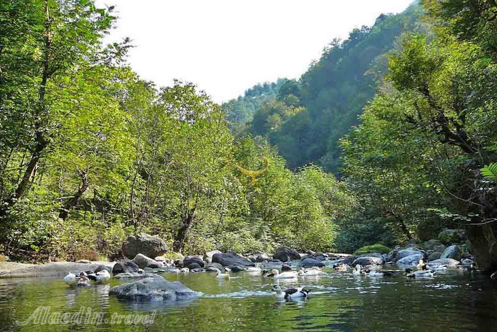 جنگل لوندویل آستارا | علاءالدین تراول