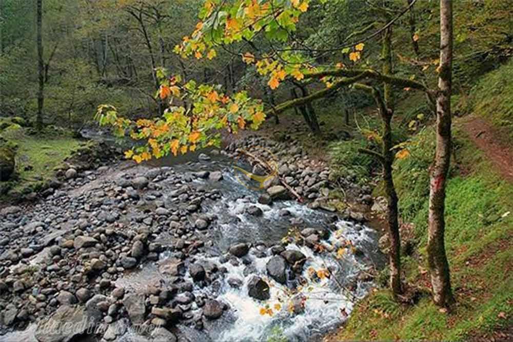 جنگل لوندویل آستارا | علاءالدین تراول