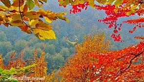 جنگل لوندویل آستارا | علاءالدین تراول