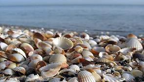 ساحل صدف آستارا