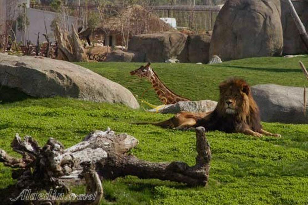 باغ وحش اوکلند - نیوزیلند | علاءالدین تراول