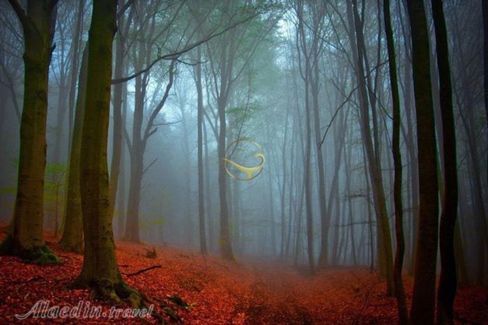 جنگل سیاه در بادن وورتمبرگ - آلمان | علاءالدین تراول