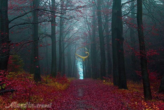 جنگل سیاه در بادن وورتمبرگ - آلمان | علاءالدین تراول