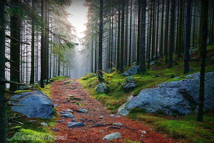 جنگل سیاه در بادن وورتمبرگ - آلمان | علاءالدین تراول