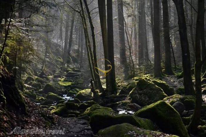 جنگل سیاه در بادن وورتمبرگ - آلمان | علاءالدین تراول