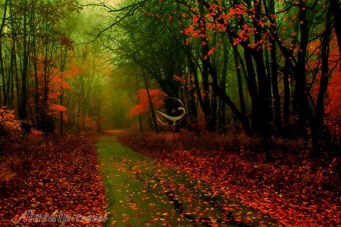 جنگل سیاه در بادن وورتمبرگ - آلمان | علاءالدین تراول