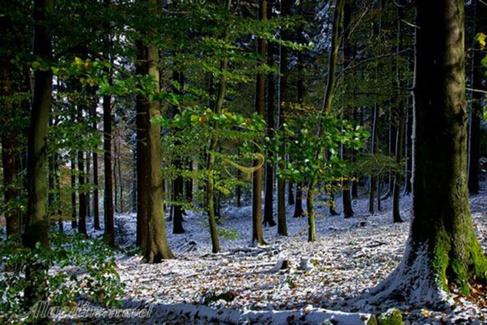 جنگل سیاه در بادن وورتمبرگ - آلمان | علاءالدین تراول