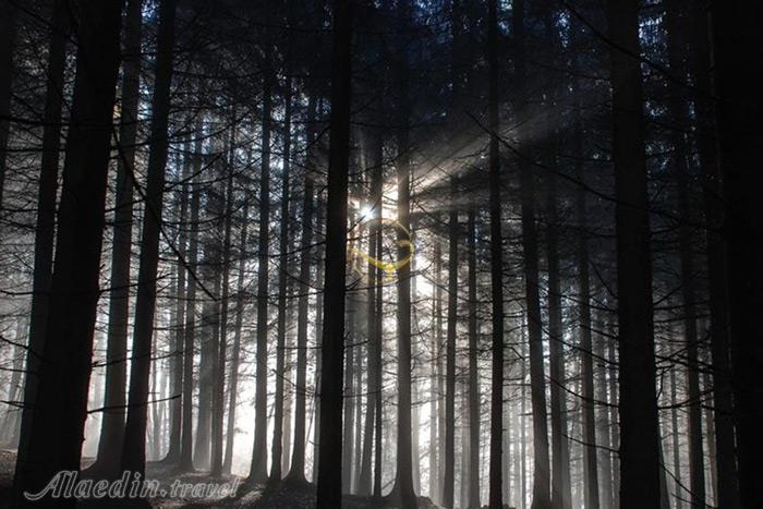 جنگل سیاه در بادن وورتمبرگ - آلمان | علاءالدین تراول