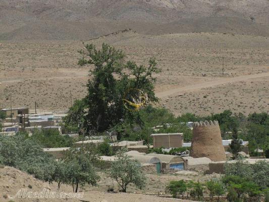 منطقه جنگلی ارس باجگان بافق | علاءالدین تراول