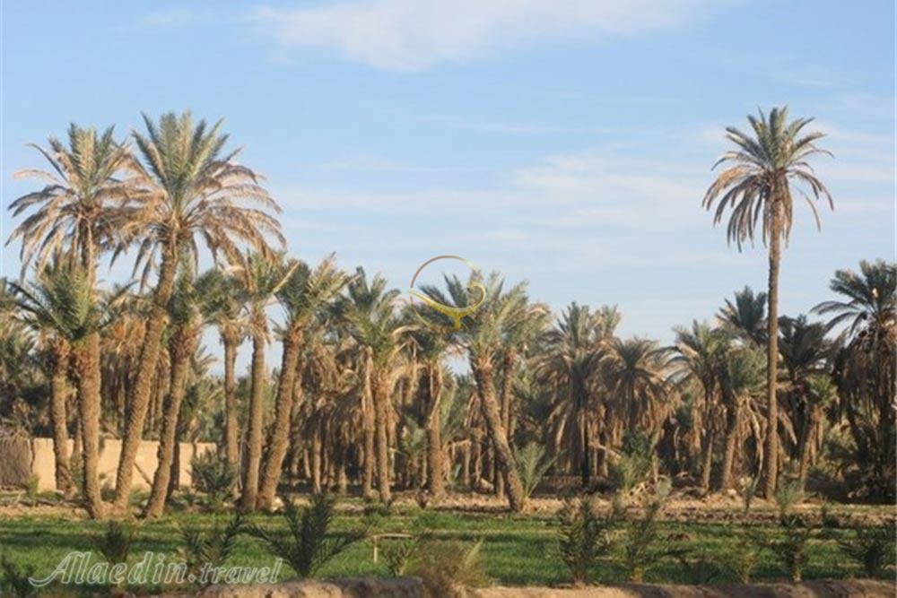 نخلستان در بافق | علاءالدین تراول