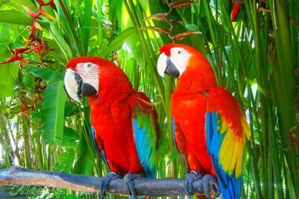 پارک پرندگان در بالی - اندونزی