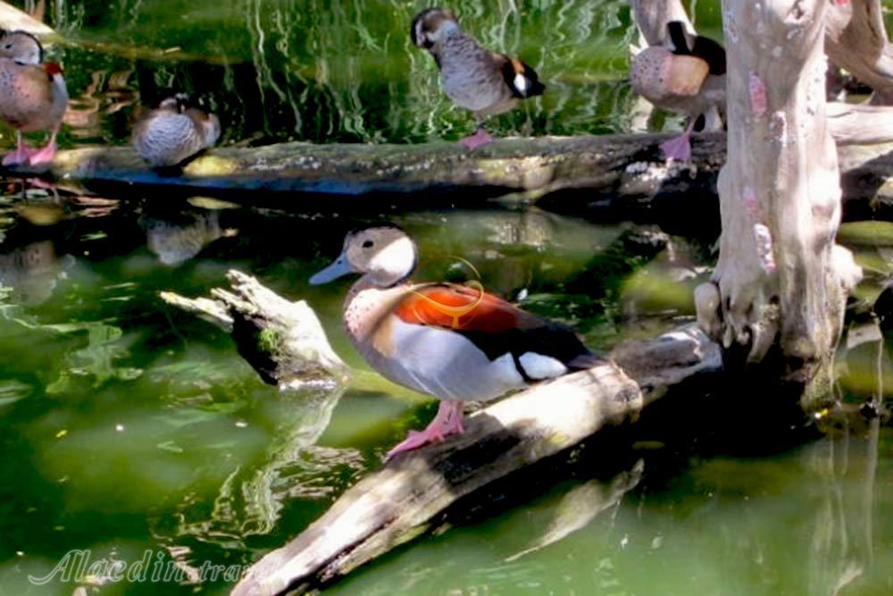 پارک پرندگان بالی - اندونزی | علاءالدین تراول