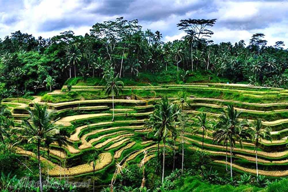 مزارع پلکانی برنج تگالالنگ در بالی | علاءالدین تراول