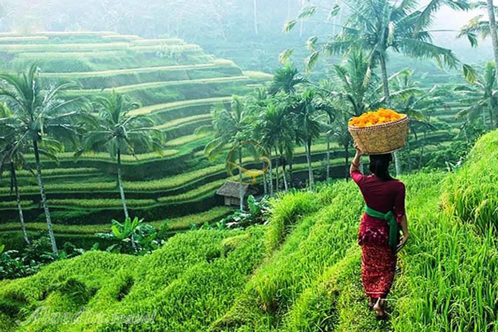 مزارع پلکانی برنج تگالالنگ در بالی | علاءالدین تراول