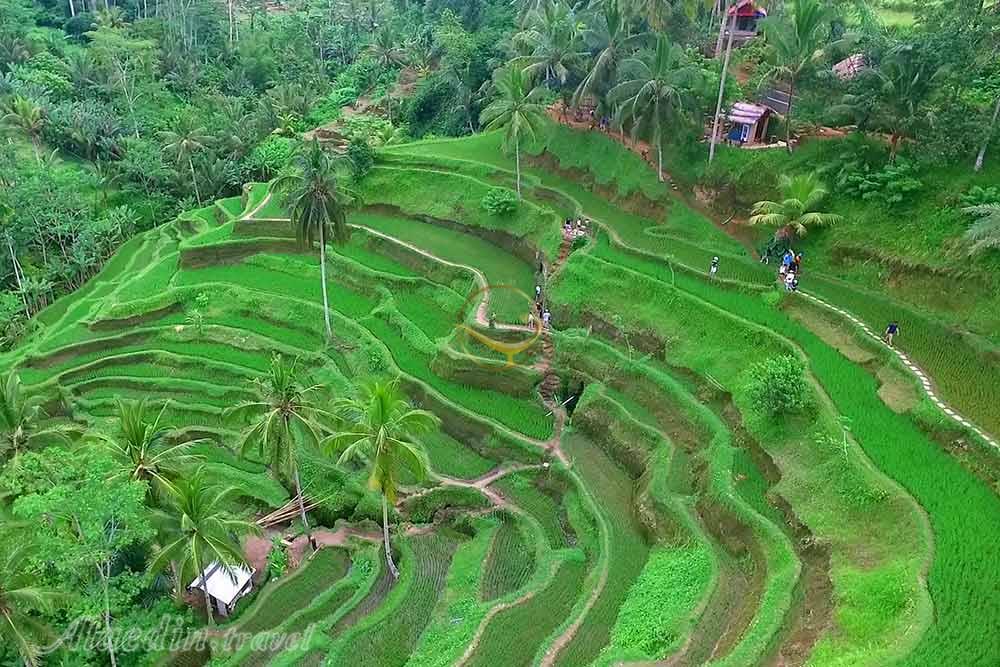 مزارع پلکانی برنج تگالالنگ در بالی | علاءالدین تراول