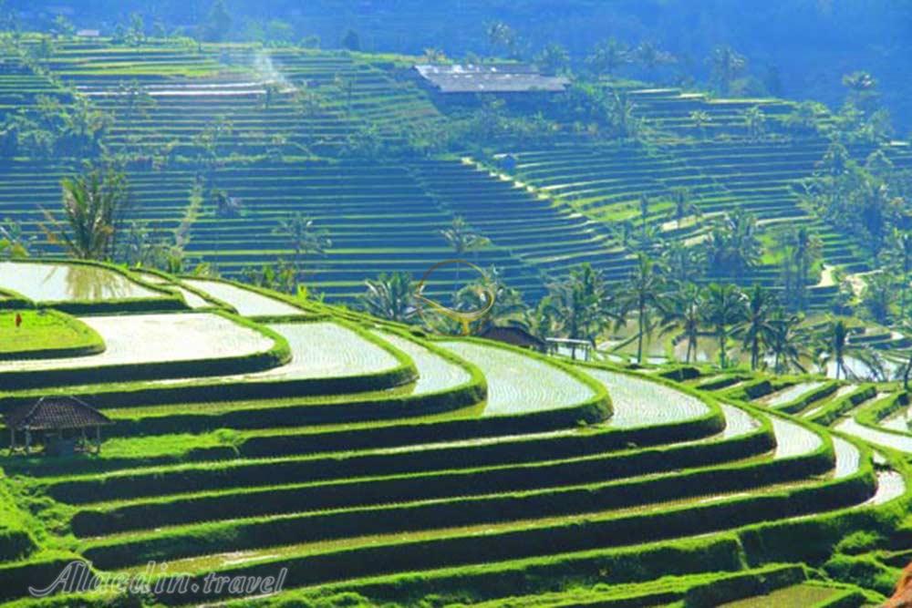 مزارع پلکانی برنج تگالالنگ در بالی | علاءالدین تراول