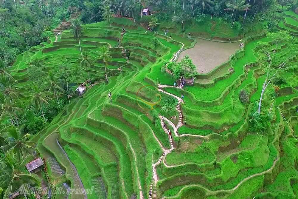 مزارع پلکانی برنج تگالالنگ در بالی | علاءالدین تراول
