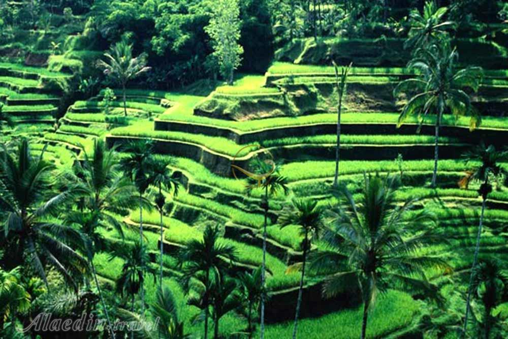مزارع پلکانی برنج تگالالنگ در بالی | علاءالدین تراول
