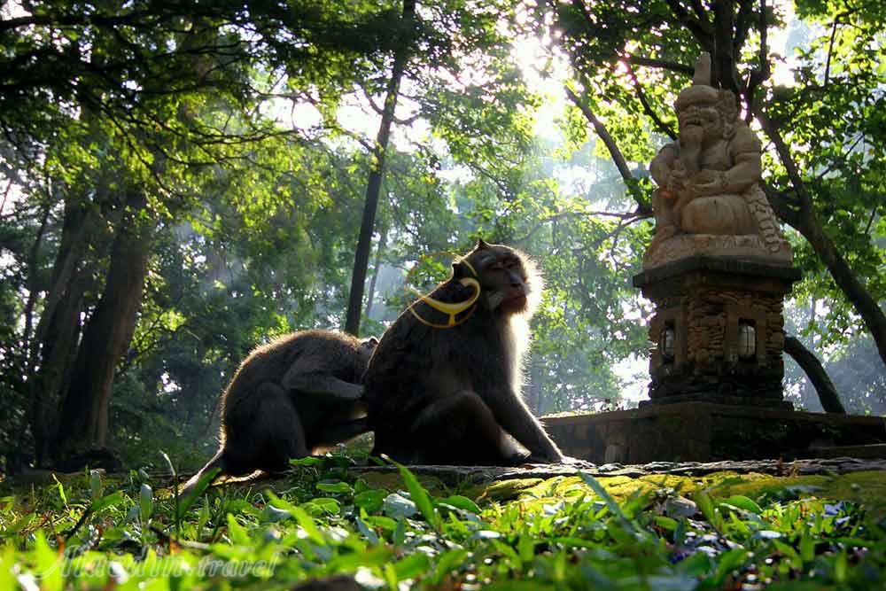 جنگل میمون اوبود در بالی - اندونزی | علاءالدین تراول