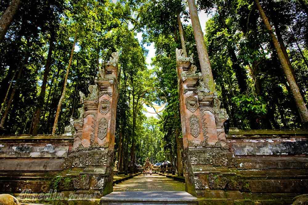 جنگل میمون اوبود در بالی - اندونزی | علاءالدین تراول