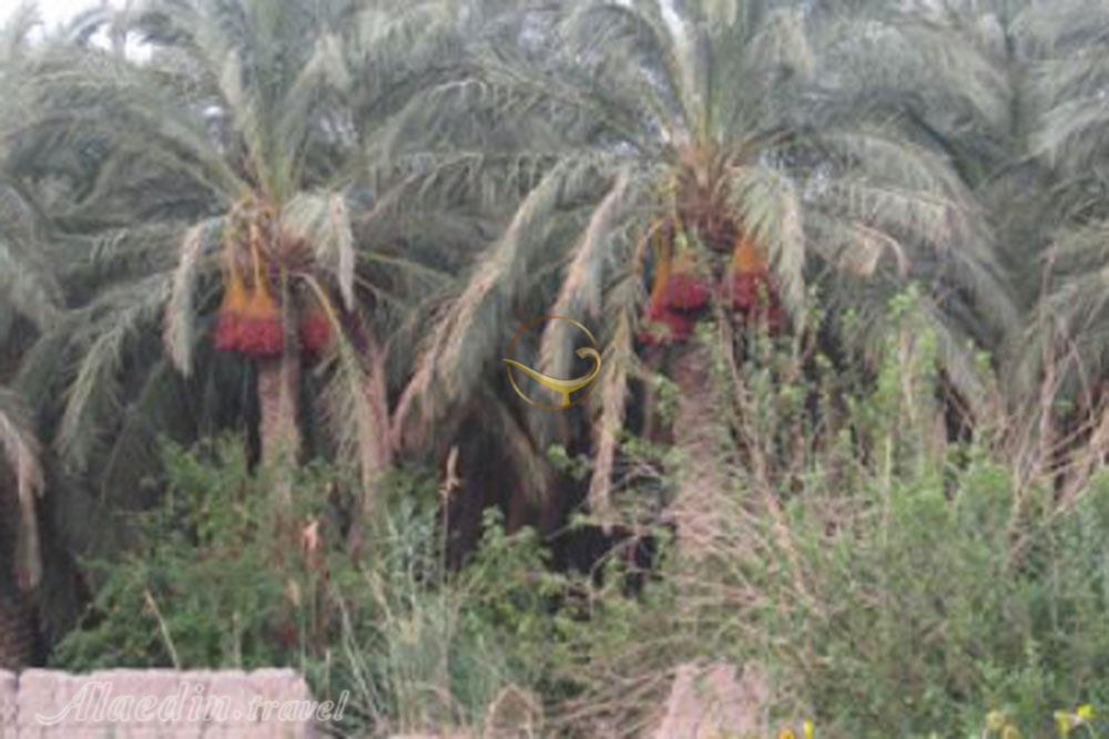 روستای طاغوک (طاغوئیه) در بم | علاءالدین تراول