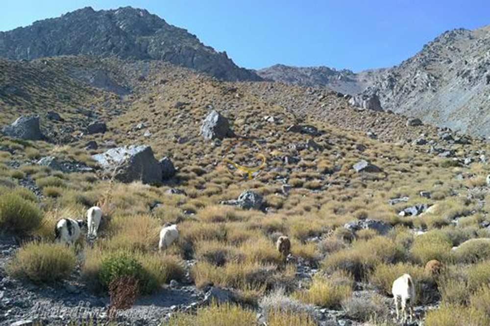 روستای طاغوک (طاغوئیه) در بم | علاءالدین تراول