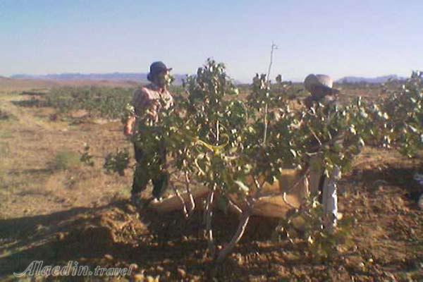 روستای طاغوک (طاغوئیه) در بم