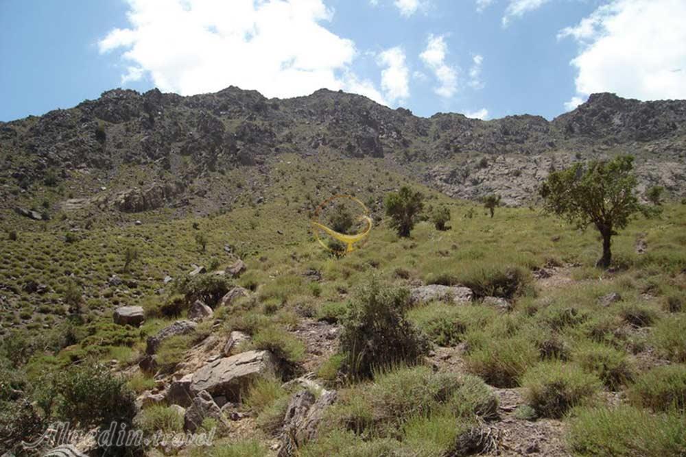 پناهگاه حیات وحش زریاب در بم | علاءالدین تراول