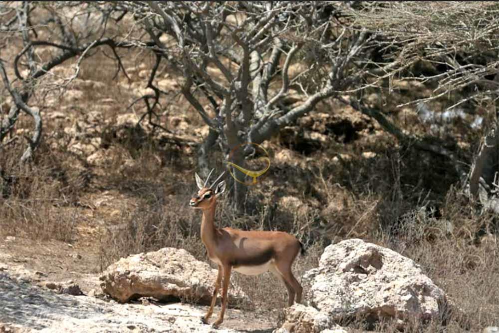 منطقه حفاظت شده فارور در بندر لنگه | علاءالدین تراول