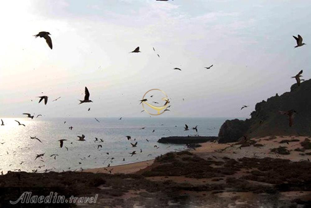 منطقه حفاظت شده فارور در بندر لنگه | علاءالدین تراول