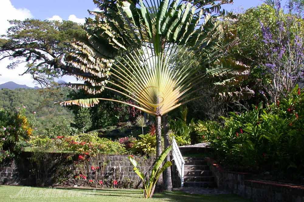 باغ های رامنی مانور در باستر - سنت کیتس و نویس | علاءالدین تراول