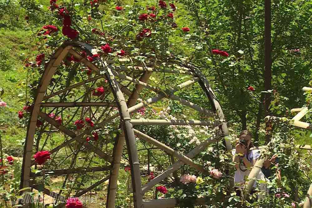 باغ گیاه شناسی (بوتانیکال گاردن) در باتومی - گرجستان | علاءالدین تراول