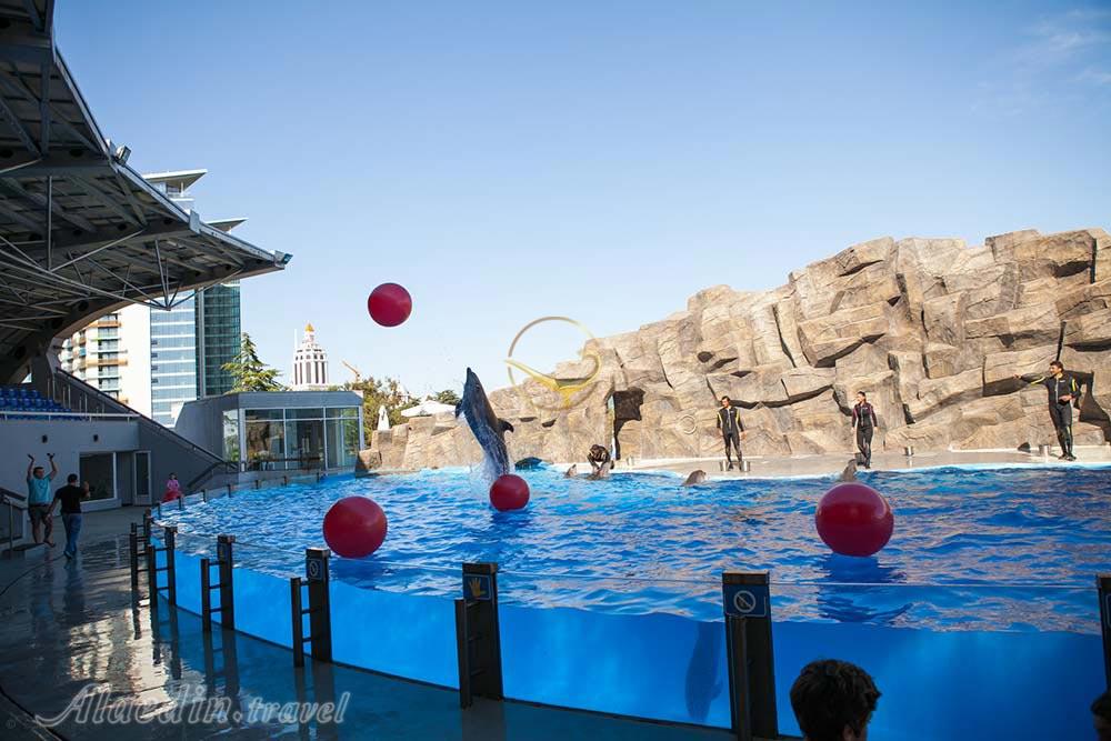 دلفیناریوم باتومی در گرجستان | علاءالدین تراول