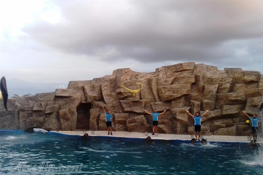 دلفیناریوم باتومی در گرجستان | علاءالدین تراول