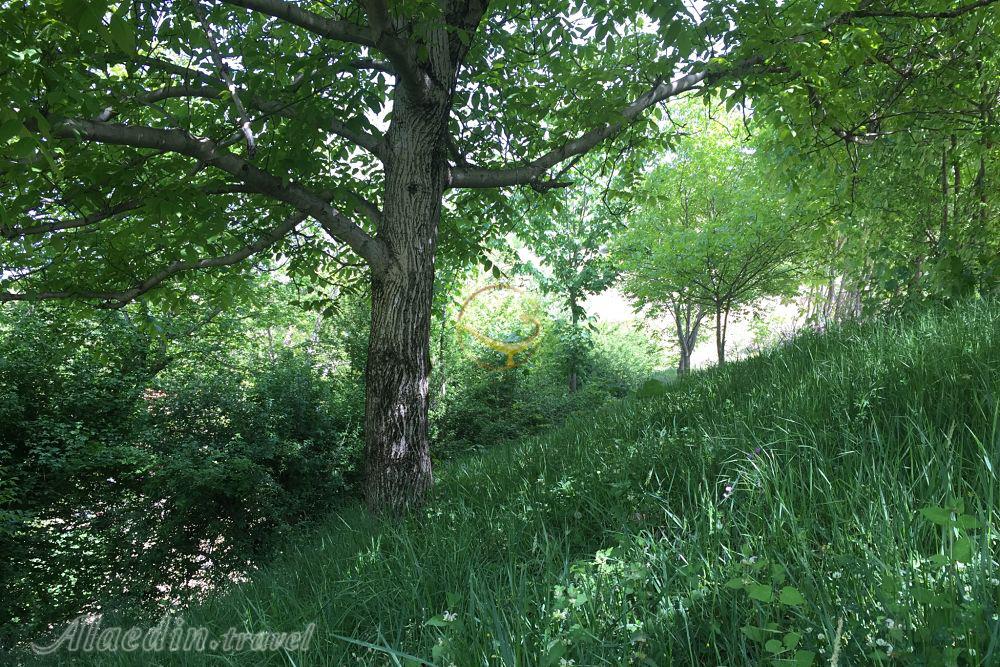 جنگل هزارجریب بهشهر | علاءالدین تراول