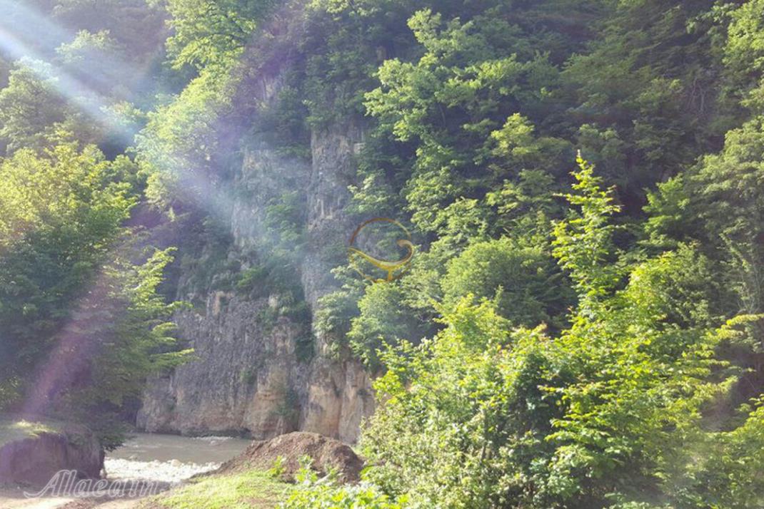 جنگل هزارجریب بهشهر | علاءالدین تراول