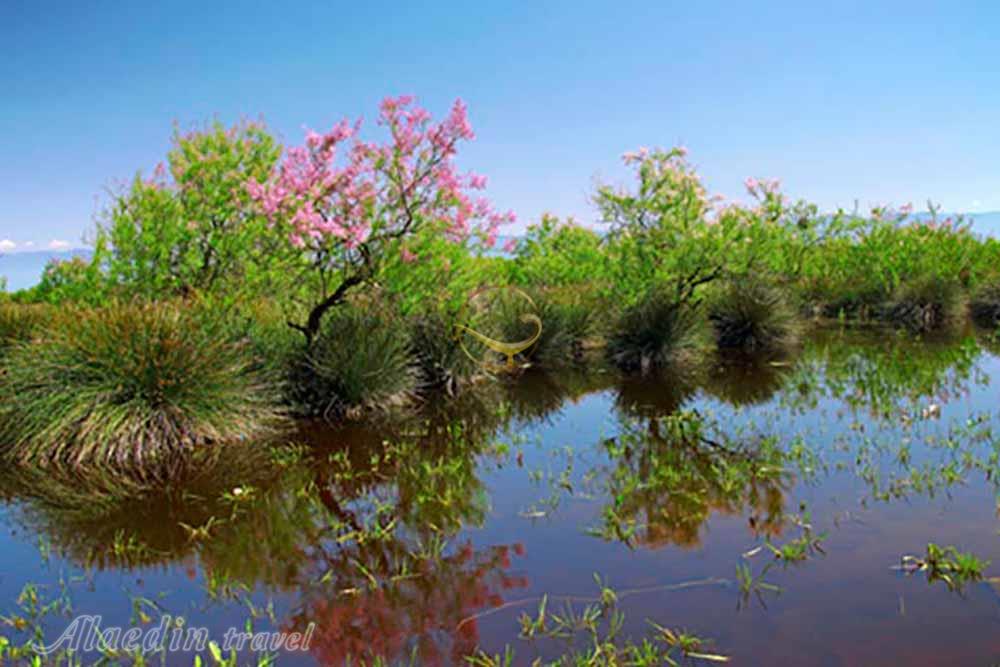 تالاب میانکاله بهشهر | علاءالدین تراول