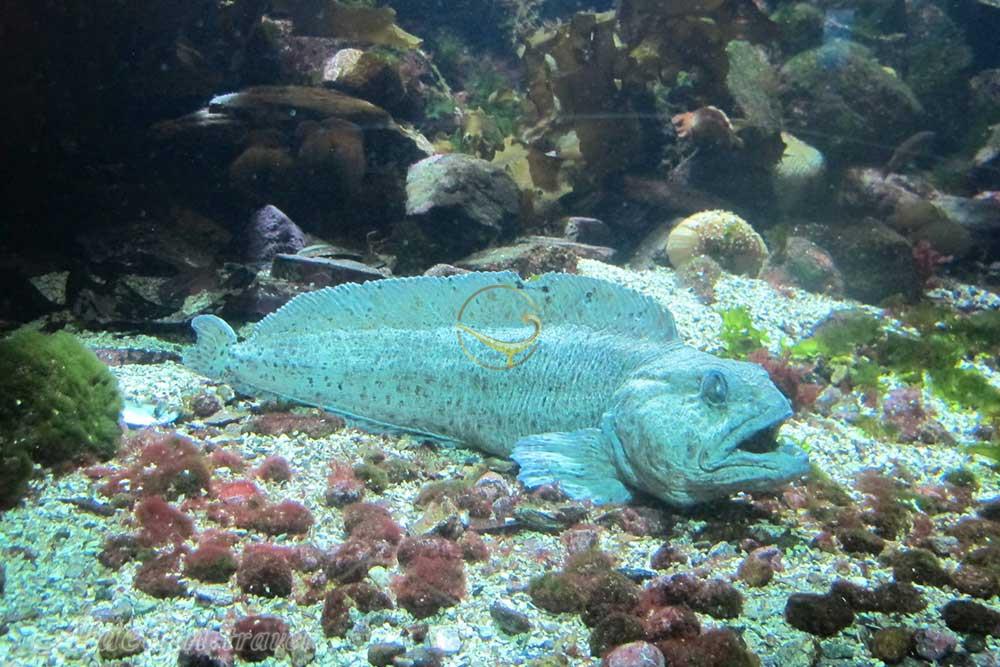 آکواریوم برگن - نروژ | علاءالدین تراول