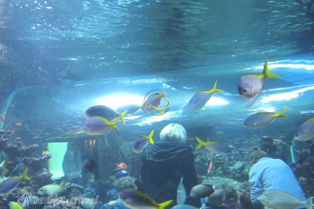 آکواریوم برگن - نروژ | علاءالدین تراول