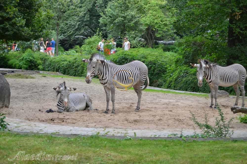 باغ جانورشناسی برلین | علاءالدین تراول