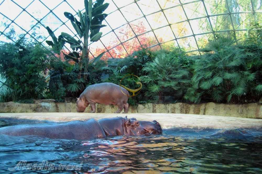 باغ جانورشناسی برلین | علاءالدین تراول