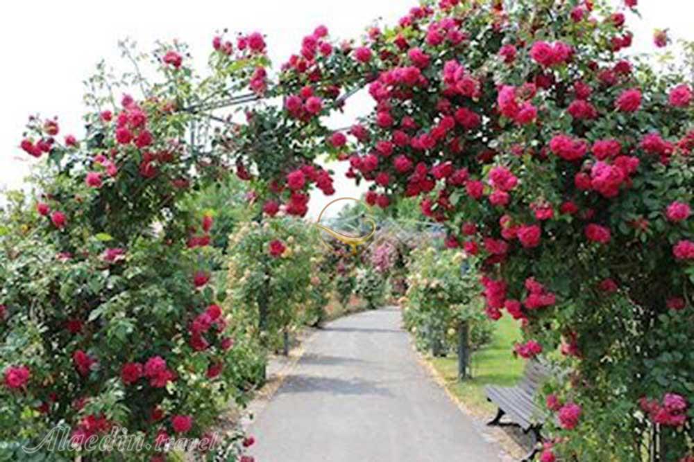 باغ گل رز برن - سوئیس | علاءالدین تراول